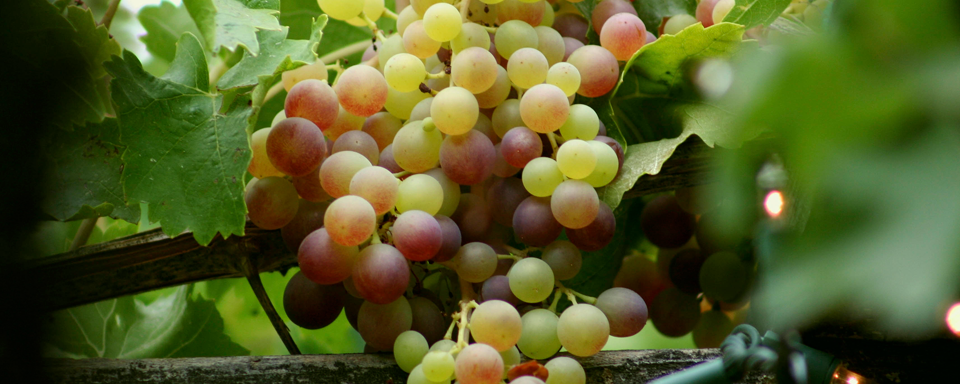Vineyard Basics