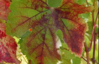 Red Leaf Blotch Virus